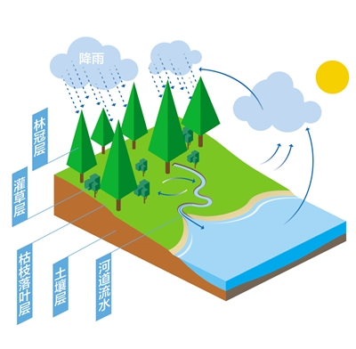 森林為什么是“水庫”？