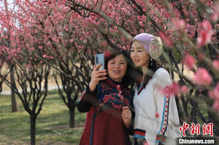 市民在梅花樹下拍照?！∴囆?攝