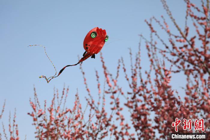 風箏在花中飛舞?！∴囆?攝