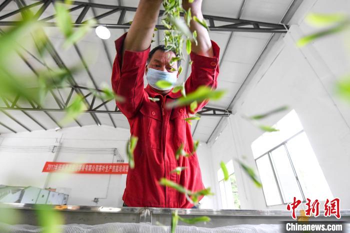 村民將茶葉攤青晾干?！钊A峰 攝