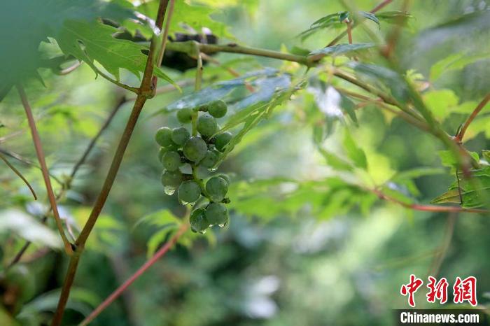 野生動物在北京：如何筑牢生物多樣性“保護網(wǎng)”？