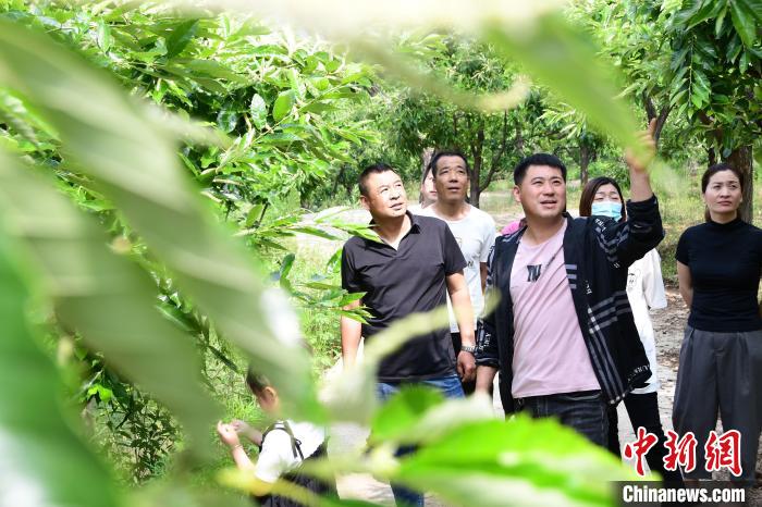 游客在欣賞栗樹花?！『略破?攝