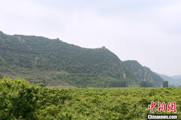 長城腳下萬畝栗花綻放，散發(fā)出淡淡清香?！『略破?攝