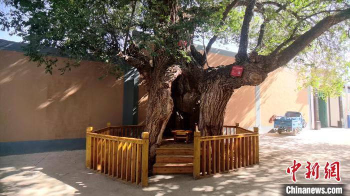 圖為阿河灘地質(zhì)文化村樹齡高達(dá)800年的空心古榆樹。　張海雯 攝