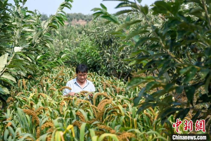 農(nóng)業(yè)專家劉正理正在查看谷子生長情況?！≮w亮 攝