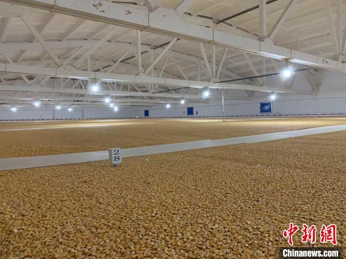 倉內清涼干爽、遍地金黃，上千平方米的糧食盡收眼底。　王惠琳 攝