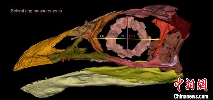 熱河鳥STM3-8化石標(biāo)本的鞏膜環(huán)復(fù)原及測量示意圖?！『?供圖