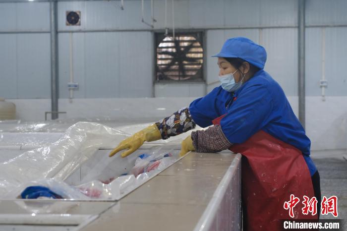 圖為一名工人正在檢查酸筍腌制情況。　劉俊聰 攝