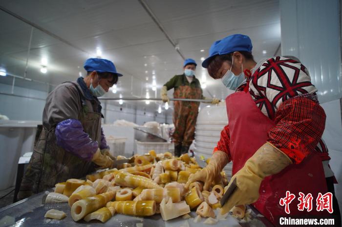 圖為多名工人正在將酸筍切成小塊?！№f國政 攝