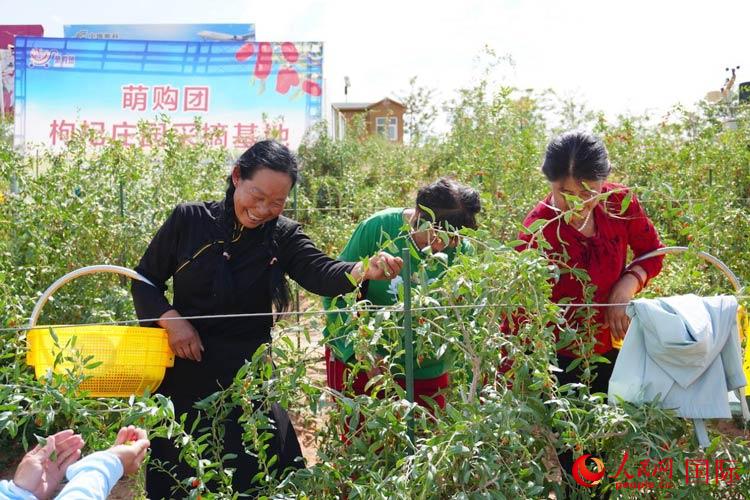 中寧縣來(lái)自西海固的移民大姐們一邊采摘新鮮枸杞一邊歌唱,笑由心生。人民網(wǎng)記者 何蒨攝