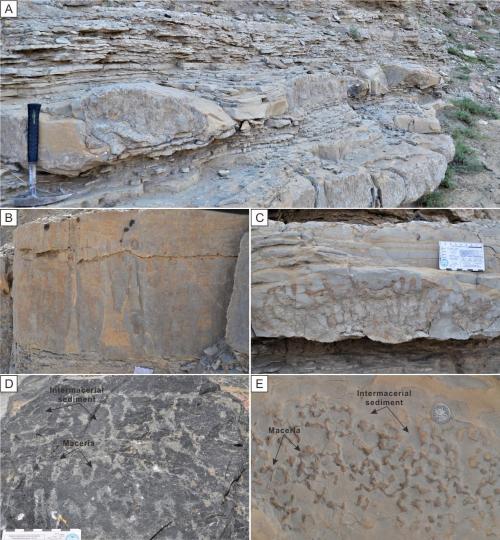 寒武系生物礁沉積模式示意圖。　南古所 供圖