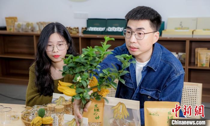 北山口村的佛手電商直播?！≈鬓k方供圖