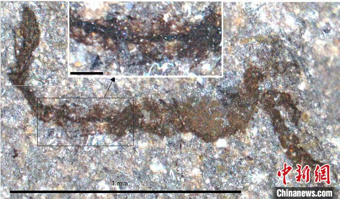 一個(gè)類似于寒武紀(jì)大附肢綱節(jié)肢動(dòng)物Yohoia的新物種(圖片來自Joe Botting)?！∈┢樟指瘛ぷ匀?供圖