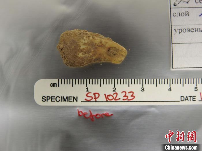 打孔鹿牙墜飾提取DNA前(圖片來自馬克斯·普朗克演化人類學(xué)研究所)?！∈┢樟指瘛ぷ匀?供圖