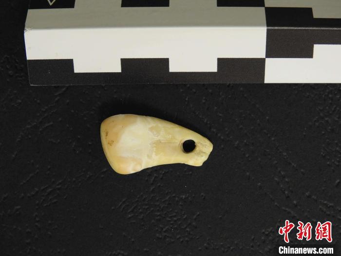 在南西伯利亞丹尼索瓦洞發(fā)現(xiàn)的打孔鹿牙墜飾(圖片來自馬克斯·普朗克演化人類學(xué)研究所)。　施普林格·自然 供圖