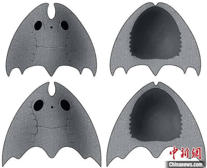 九江江夏魚(上)和后棘江夏魚(下)(史愛娟/繪)?！≈锌圃汗偶棺邓?供圖