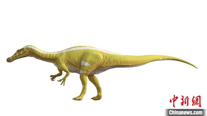 棘龍類新物種Protathlitis cinctorrensis(圖源Grup Guix)。　施普林格·自然 供圖