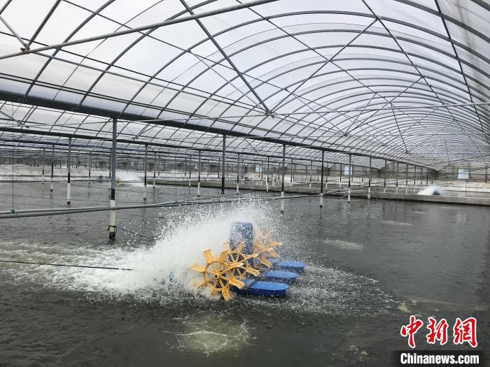 南美白對蝦養(yǎng)殖基地?！∠笊轿r蟹科技小院供圖