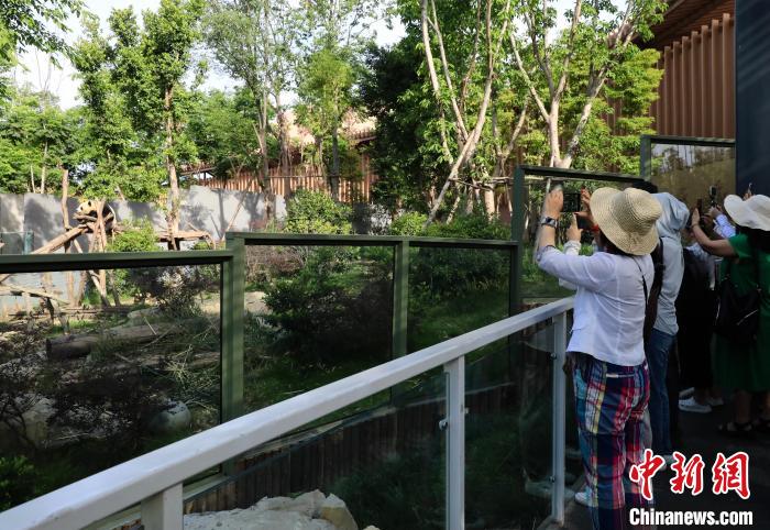海外華文媒體近距離參觀大熊貓，探尋大熊貓的“大運情緣”?！⊥趵?攝