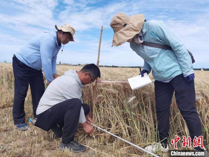 去年新疆冬小麥高產紀錄是863.8公斤?！⊙Μ| 攝
