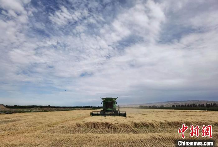 894.3公斤！石河子一麥田再創(chuàng)新疆冬小麥畝產新高