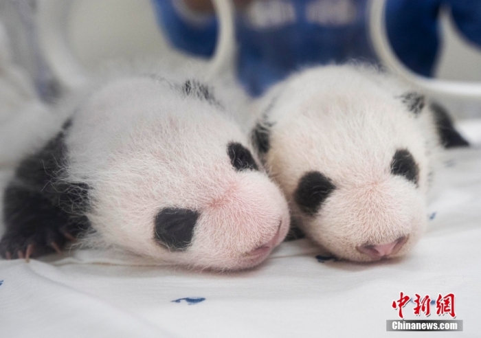 當(dāng)?shù)貢r間8月7日，韓國三星愛寶樂園公布雌性雙胞胎大熊貓幼崽(左為姐姐，右為妹妹)于6日拍攝的滿月照。愛寶樂園 供圖