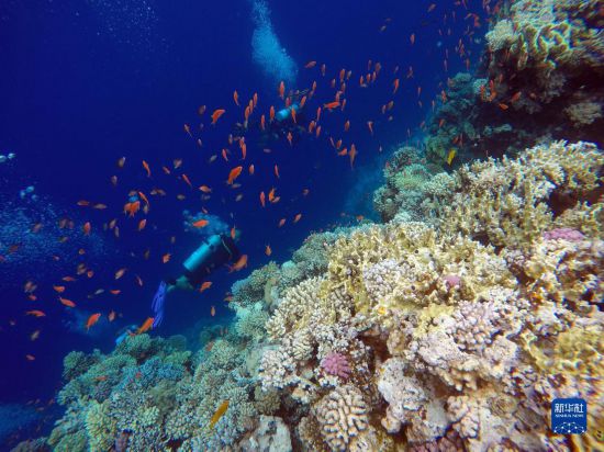  10月2日，人們在埃及西奈半島達哈布藍洞內(nèi)的珊瑚旁深潛。新華社記者 隋先凱 攝