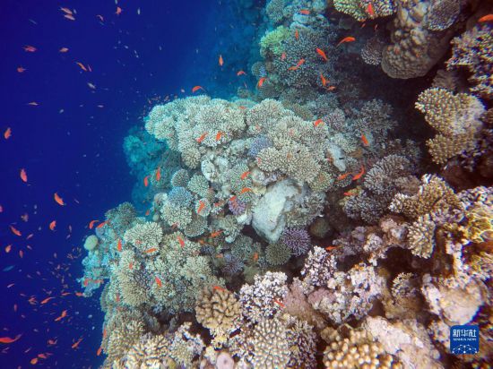  這是10月2日在埃及西奈半島達哈布藍洞內(nèi)拍攝的珊瑚和魚類。新華社記者 隋先凱 攝