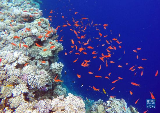  這是10月2日在埃及西奈半島達哈布藍洞內(nèi)拍攝的珊瑚和魚類。新華社記者 隋先凱 攝