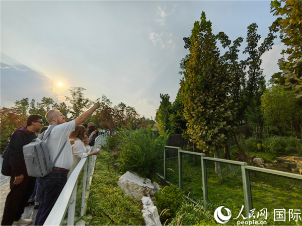 （“絲路獎”獲獎嘉賓在參觀成都大熊貓繁育研究基地。本報記者 王影迪攝）