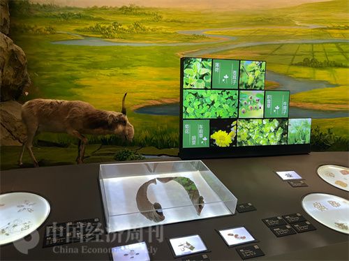   （中醫(yī)藥博物館展出的各類中藥材令人應(yīng)接不暇。中國(guó)經(jīng)濟(jì)周刊記者 郭志強(qiáng) 攝）