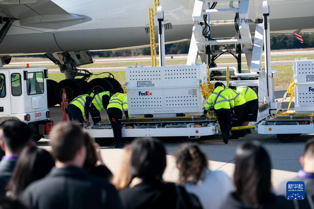 11月8日，在美國弗吉尼亞州的華盛頓杜勒斯國際機場，裝有大熊貓的特制“旅行包廂”準備運上專機。新華社記者劉杰攝