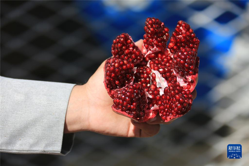 11月10日，在阿富汗首都喀布爾，商販展示產(chǎn)自阿富汗南部坎大哈省的石榴。新華社發(fā)（塞夫拉赫曼·薩菲攝）