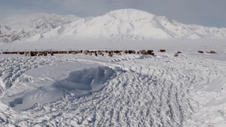 蒙古國近日發(fā)生雪災(zāi)。圖片來源：蒙政府網(wǎng)站