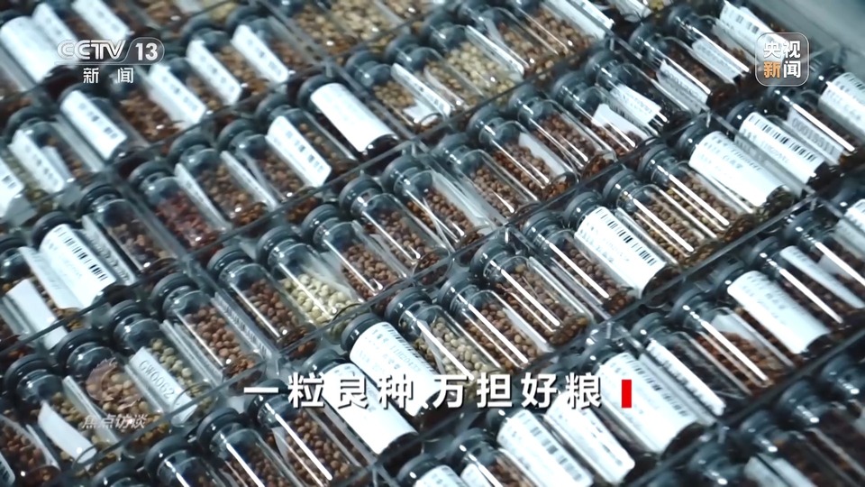 焦點(diǎn)訪談丨一粒良種 萬擔(dān)好糧 探索農(nóng)作物高產(chǎn)高質(zhì)“新密碼”