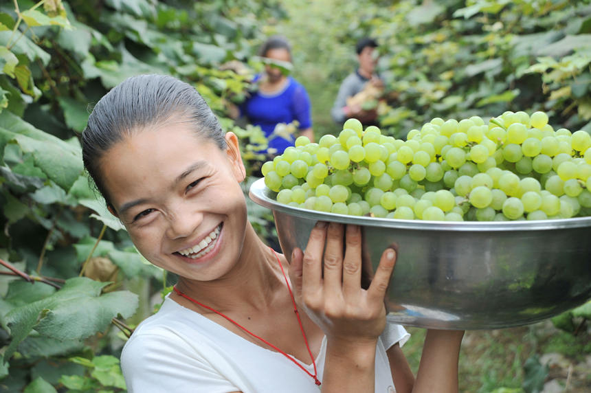“關(guān)口葡萄谷”正成為花坪鎮(zhèn)域經(jīng)濟(jì)發(fā)展的重要增長點(diǎn)。