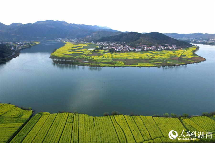春江水暖，油菜花開(kāi)。人民網(wǎng) 李芳森攝