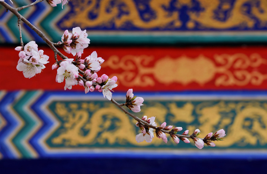 “云”賞桃花相映紅。紅橋區(qū)委宣傳部供圖