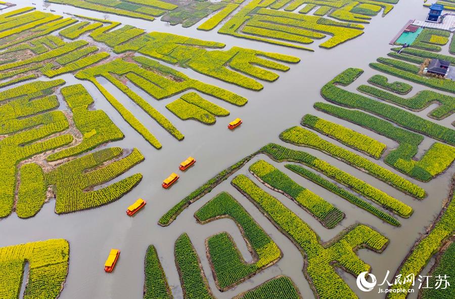 萬畝“垛田”陸續(xù)披上金裝。周社根攝