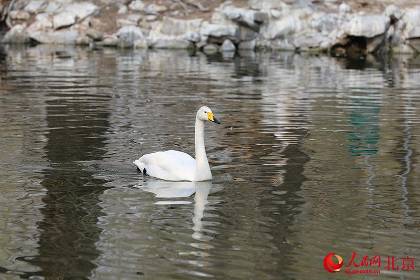 北京動(dòng)物園水禽湖上，水鳥游弋其中，傳遞春的消息。人民網(wǎng) 尹星云攝