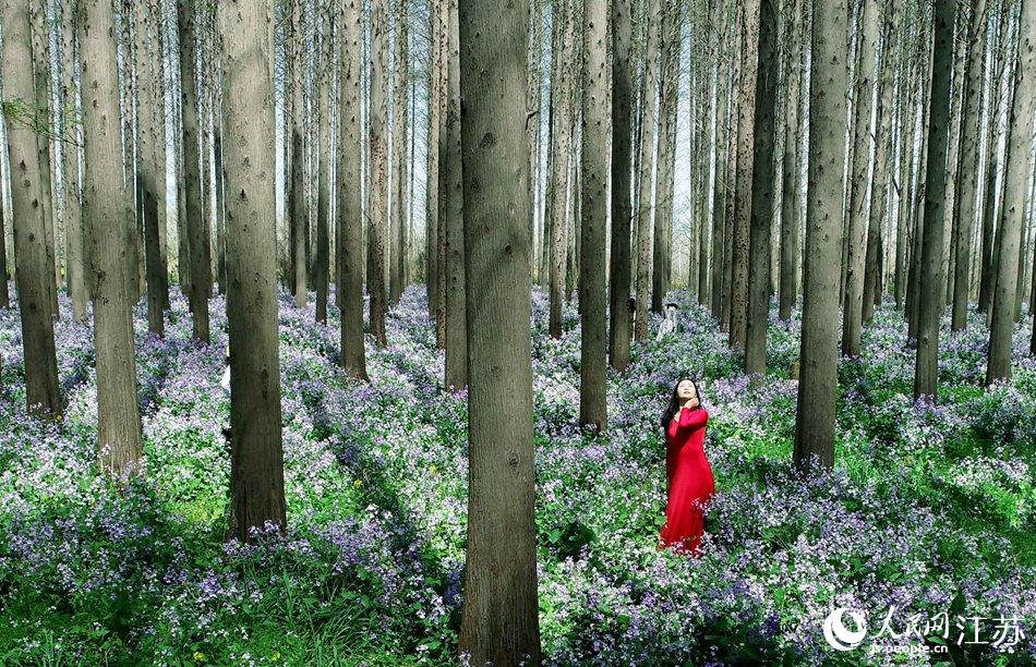 大地好像鋪上了夢幻般的地毯，分外迷人。陳義寶攝