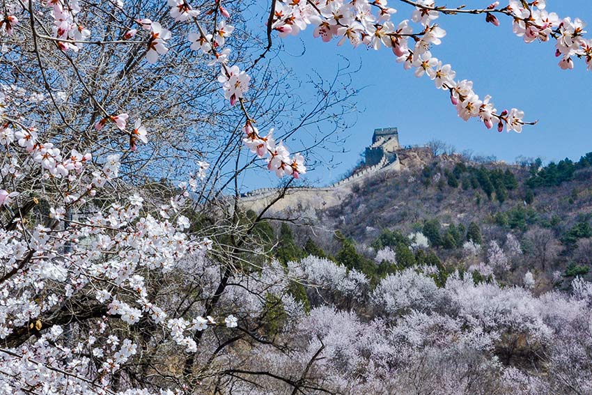 眼下，八達(dá)嶺長(zhǎng)城內(nèi)外春花爭(zhēng)艷。陸軍攝