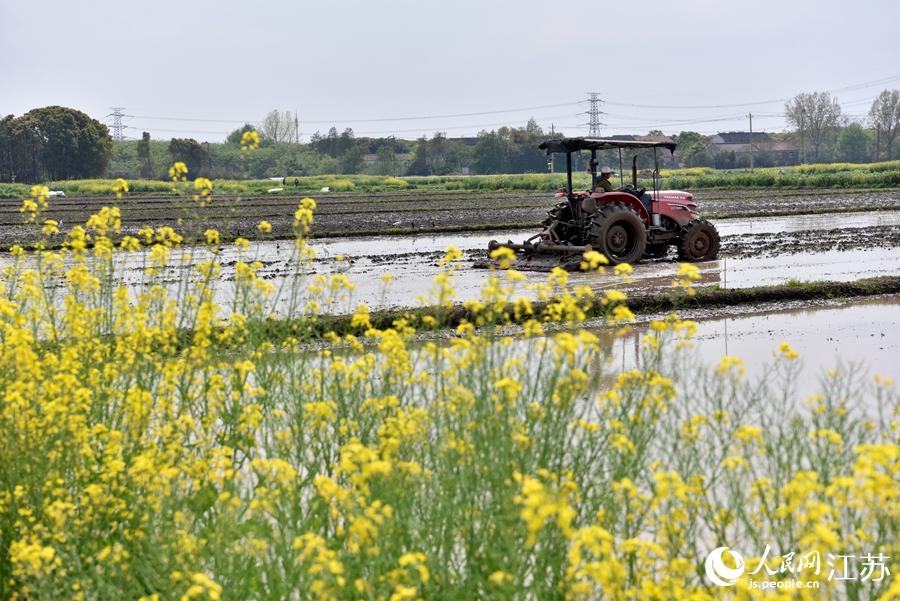 第一批早稻開始插播。崔煒攝