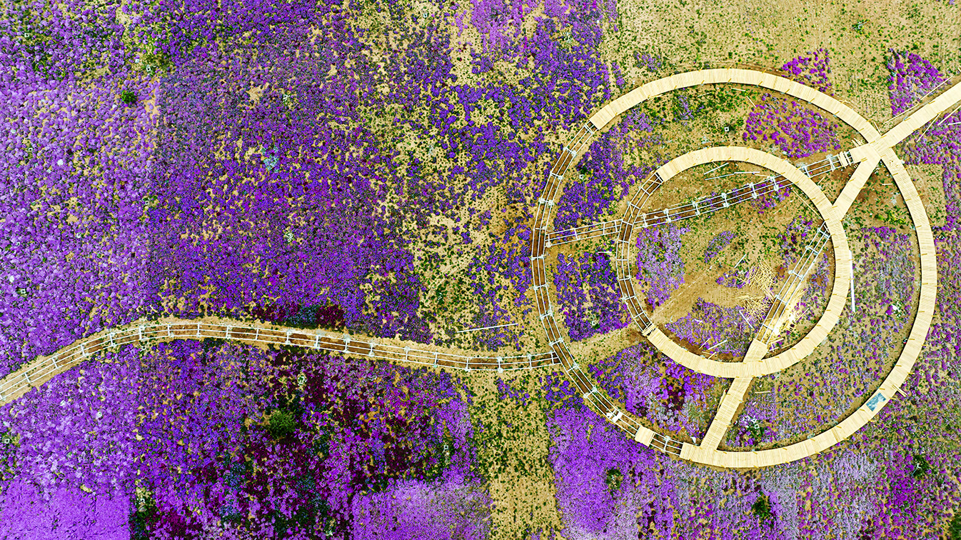 邯鄲市復(fù)興區(qū)德豐生態(tài)園的300畝芝櫻花進(jìn)入最佳觀賞期。放眼望去，五彩音符和豎琴造型下的芝櫻花恰似披上了一層色彩斑斕的錦緞，蔚為壯觀。聶長(zhǎng)青攝