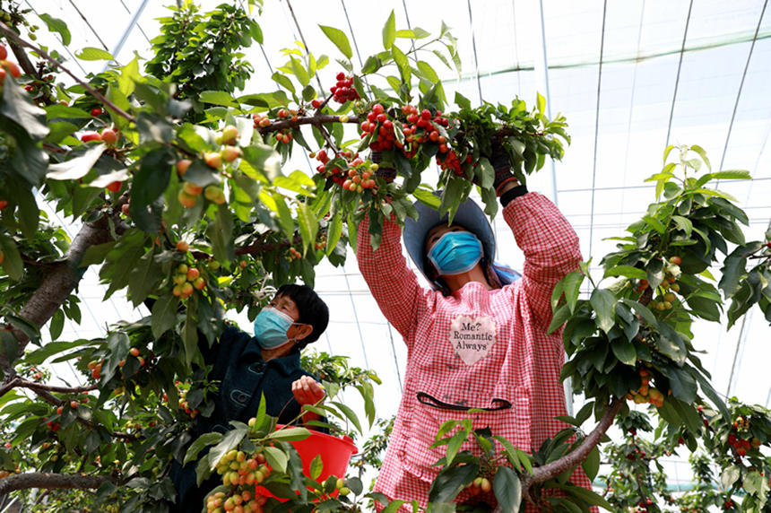 河北省邢臺(tái)市任澤區(qū)東古城村果農(nóng)在大棚里采摘櫻桃。 宋杰攝