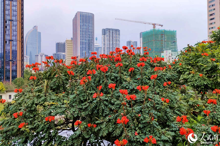 廈門火焰木進入盛放期。人民網(wǎng) 陳博攝