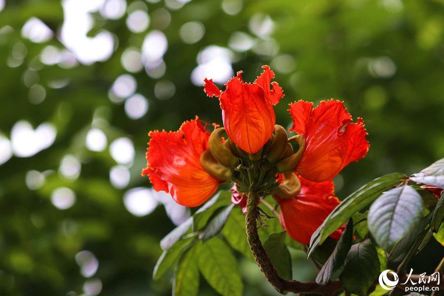 火焰木花冠呈鐘形。人民網(wǎng) 陳博攝