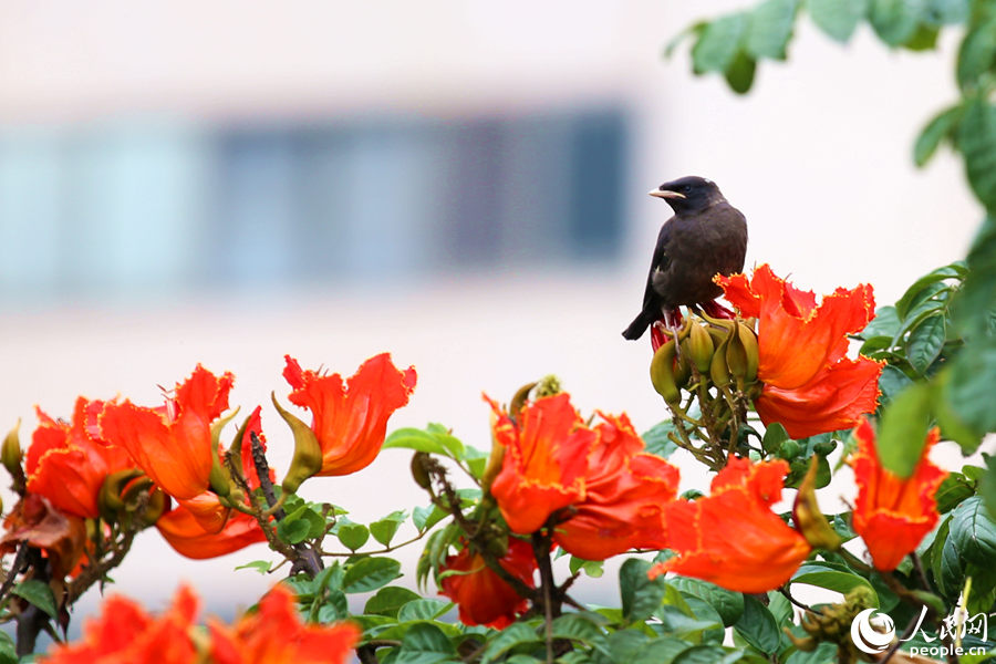 一只小鳥在火焰木花朵間眺望。人民網(wǎng) 陳博攝
