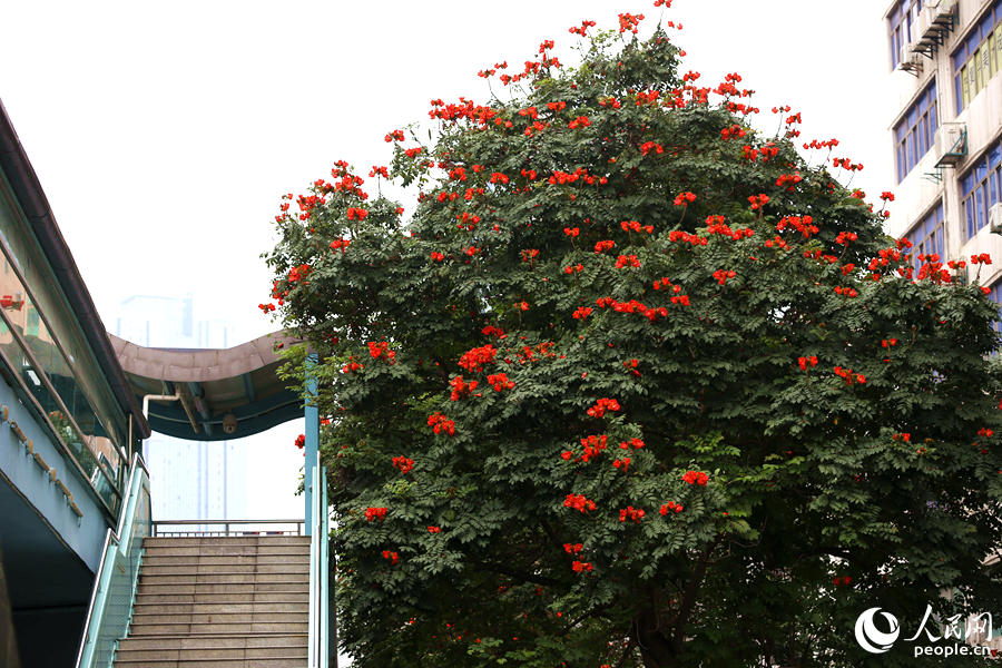 廈門市金榜公園BRT站旁的火焰木。人民網(wǎng) 陳博攝