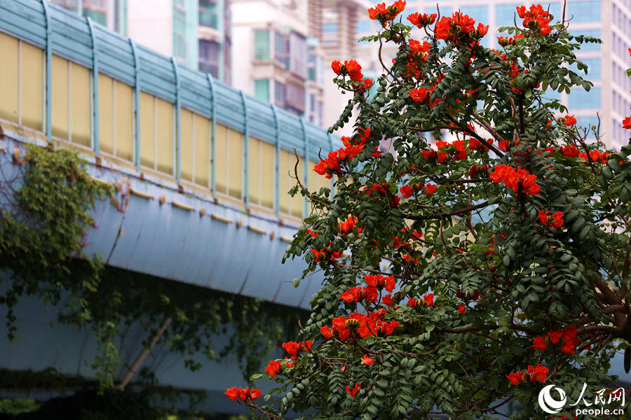 火焰木樹高10米以上，高度與BRT高架橋相當(dāng)。人民網(wǎng) 陳博攝